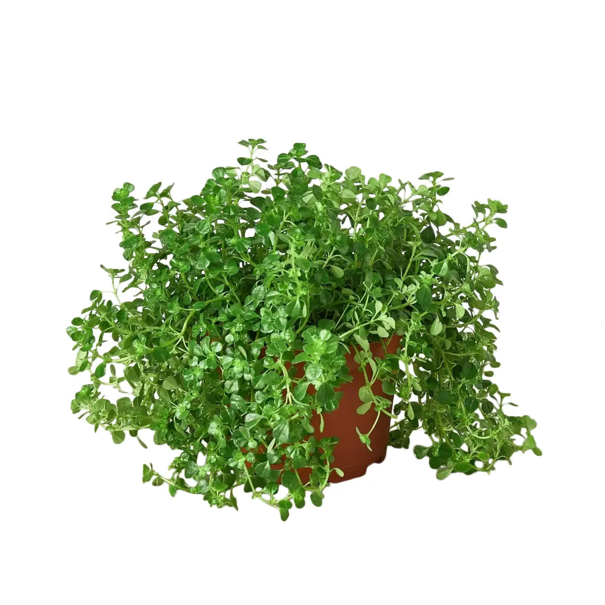 Nettle Plant - ’Baby’s Tear’ - House Plant Shop