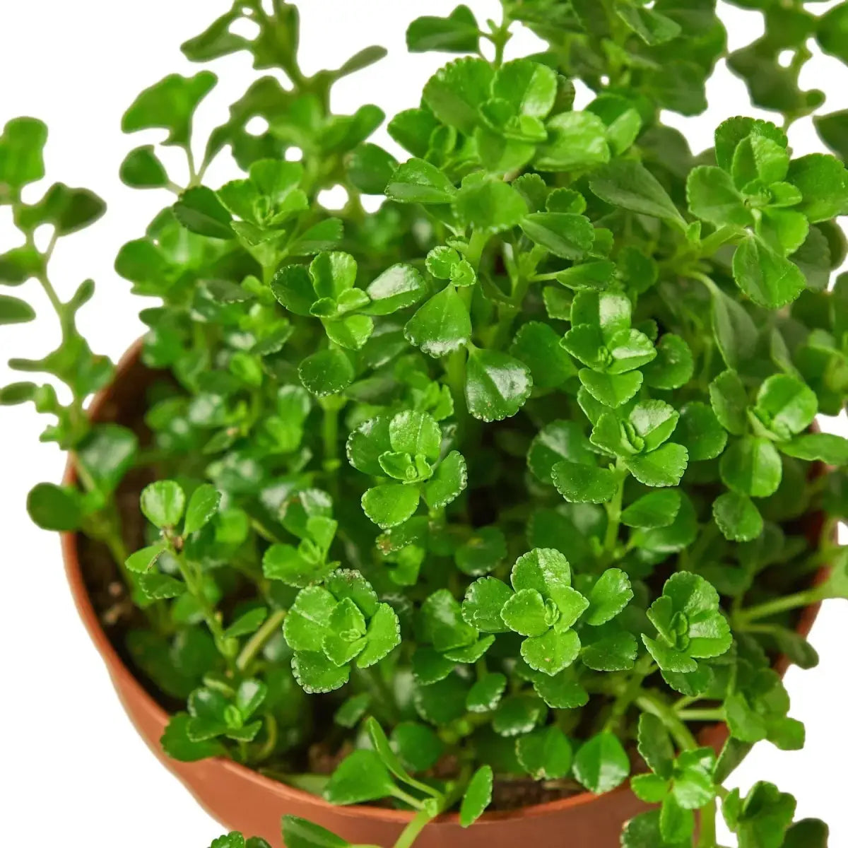 Nettle Plant - ’Baby’s Tear’ - 3’’ Pot - House Plant Shop