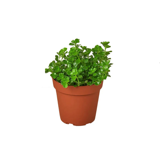 Nettle Plant - ’Baby’s Tear’ - House Plant Shop