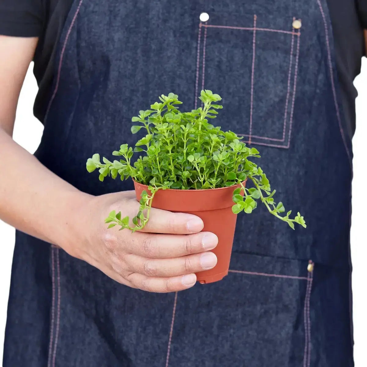 Nettle Plant - ’Baby’s Tear’ - House Plant Shop