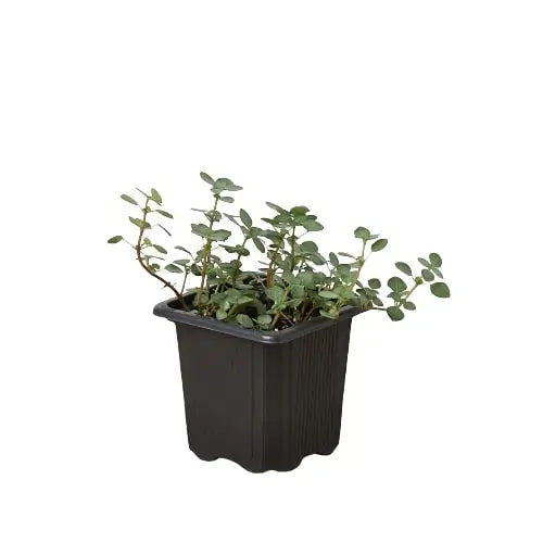 Nettle Plant - ’Silver Sparkle’ - House Plant Shop