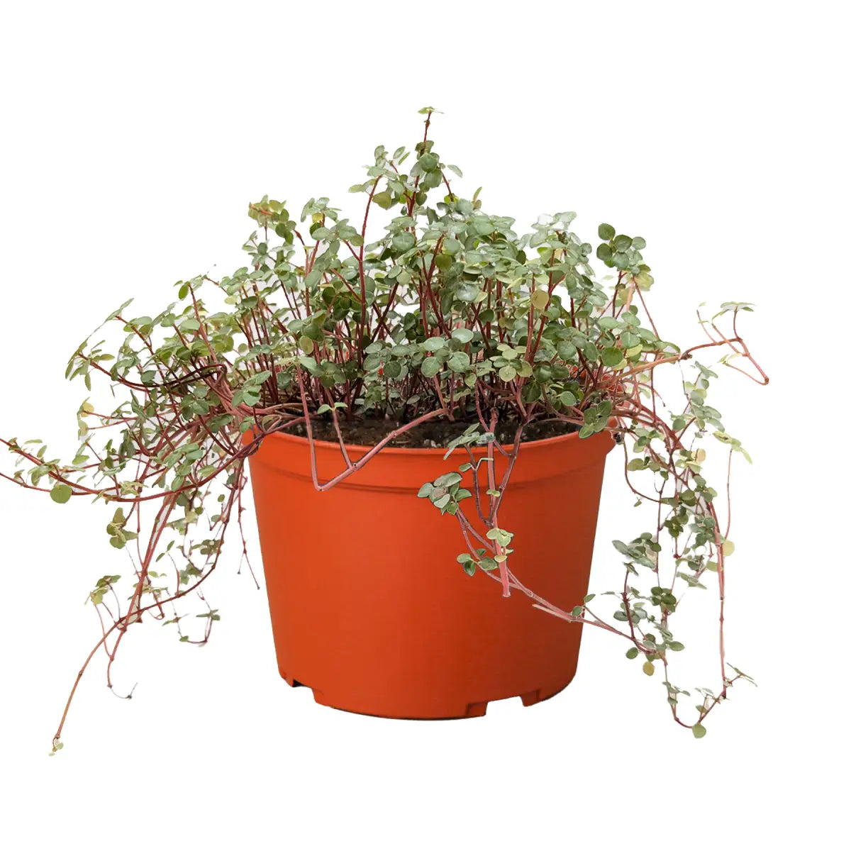 Nettle Plant - ’Silver Sparkle’ - House Plant Shop