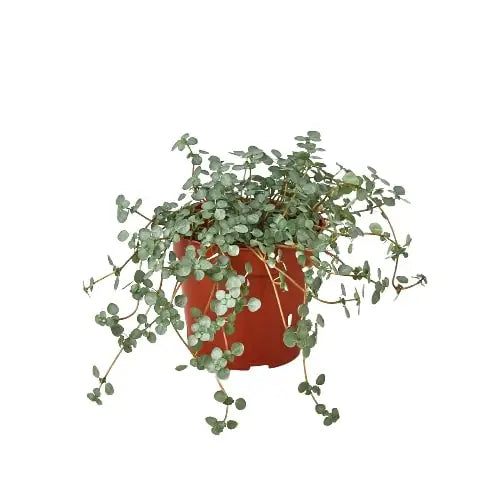 Nettle Plant - ’Silver Sparkle’ - House Plant Shop