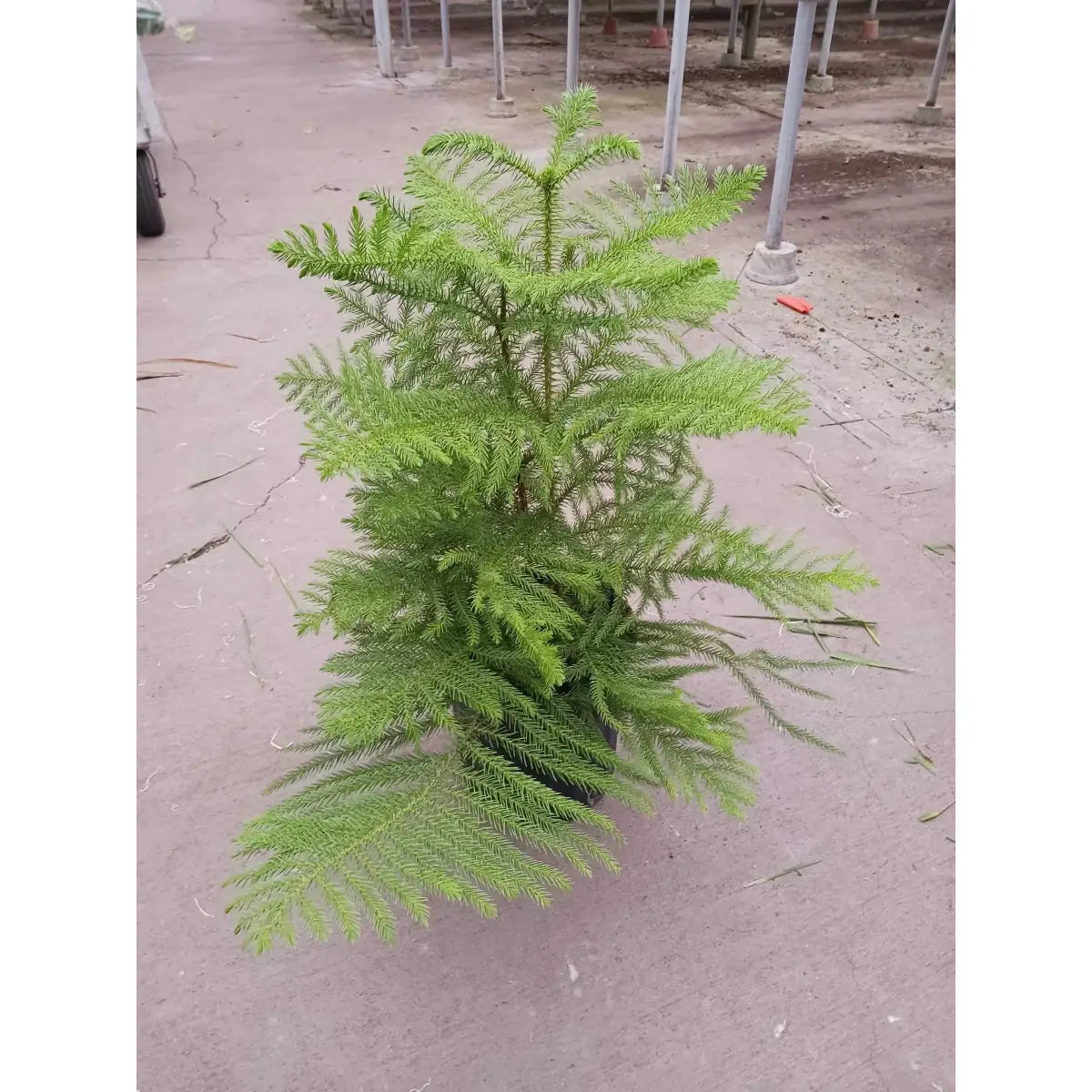 Norfolk ’Island Pine’ - Mini Christmas Tree - House Plant Shop