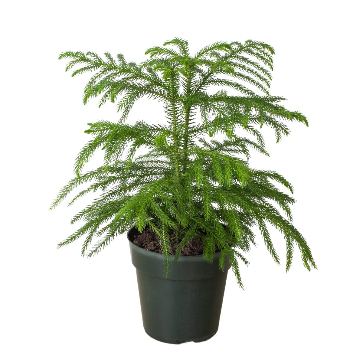 Norfolk ’Island Pine’ - Mini Christmas Tree - House Plant Shop