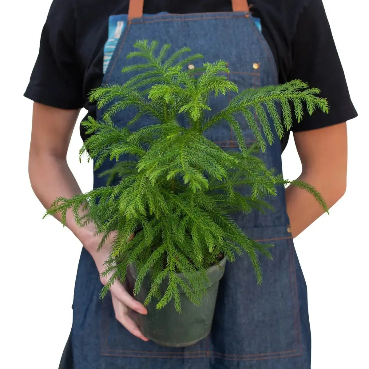 Norfolk ’Island Pine’ - Mini Christmas Tree - House Plant Shop