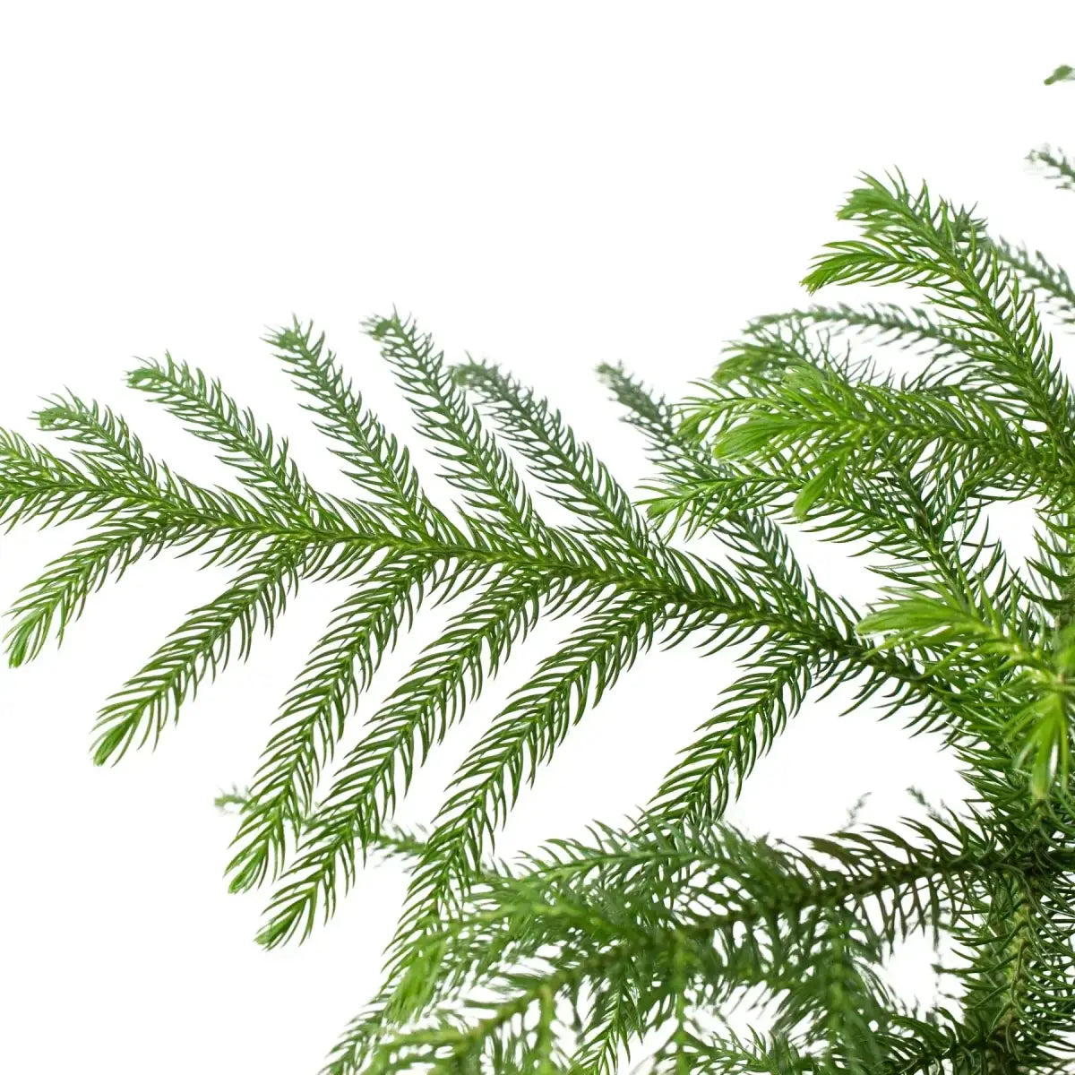 Norfolk ’Island Pine’ - Mini Christmas Tree - 4’’ Pot - House Plant Shop
