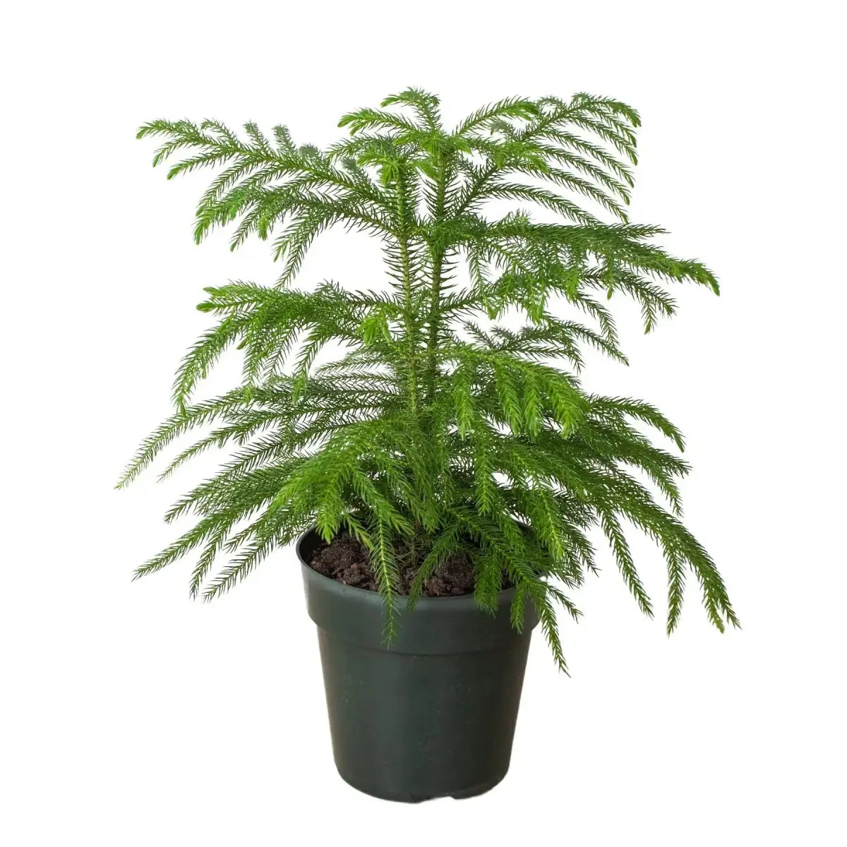 Norfolk ’Island Pine’ - Mini Christmas Tree - House Plant Shop