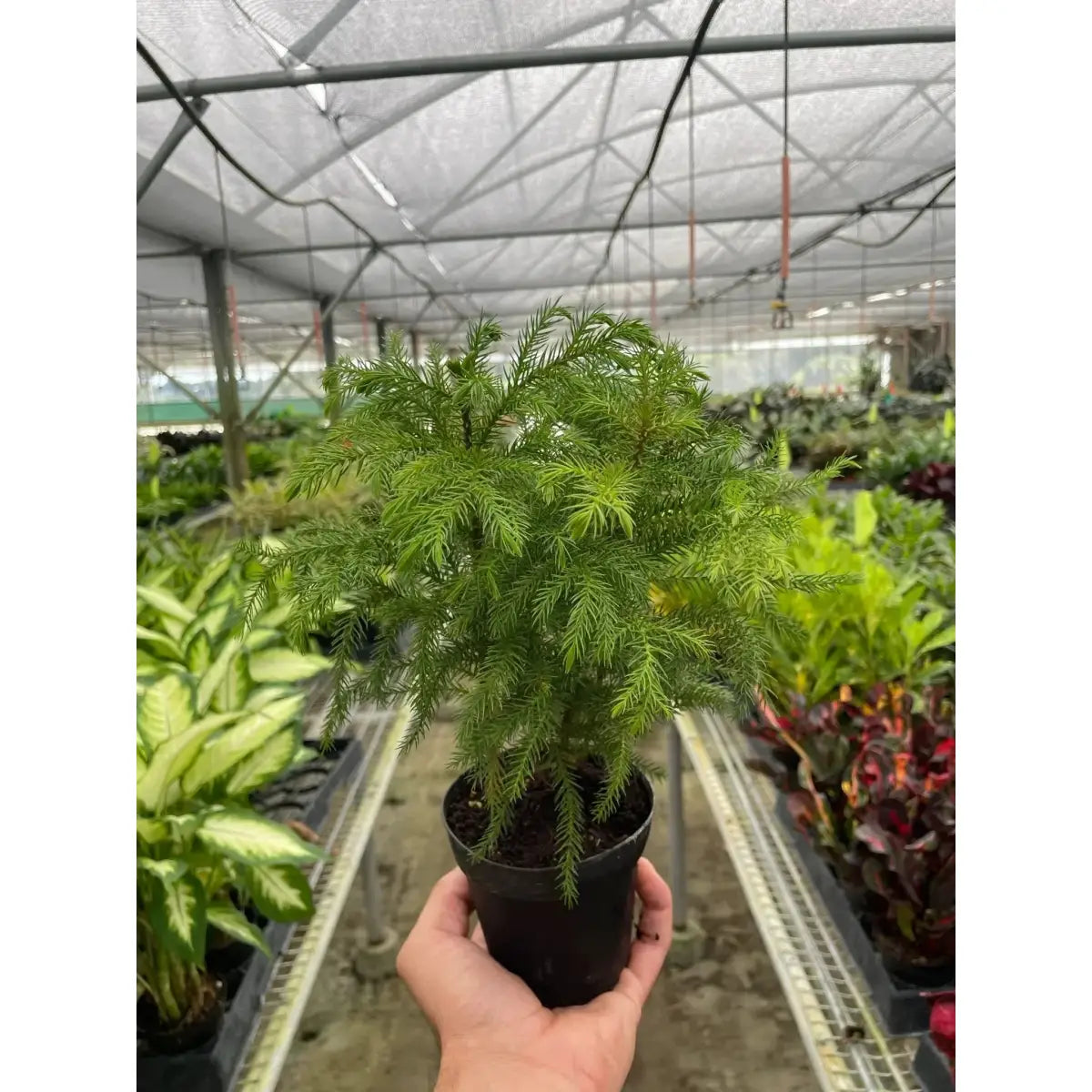 Norfolk ’Island Pine’ - Mini Christmas Tree - House Plant Shop