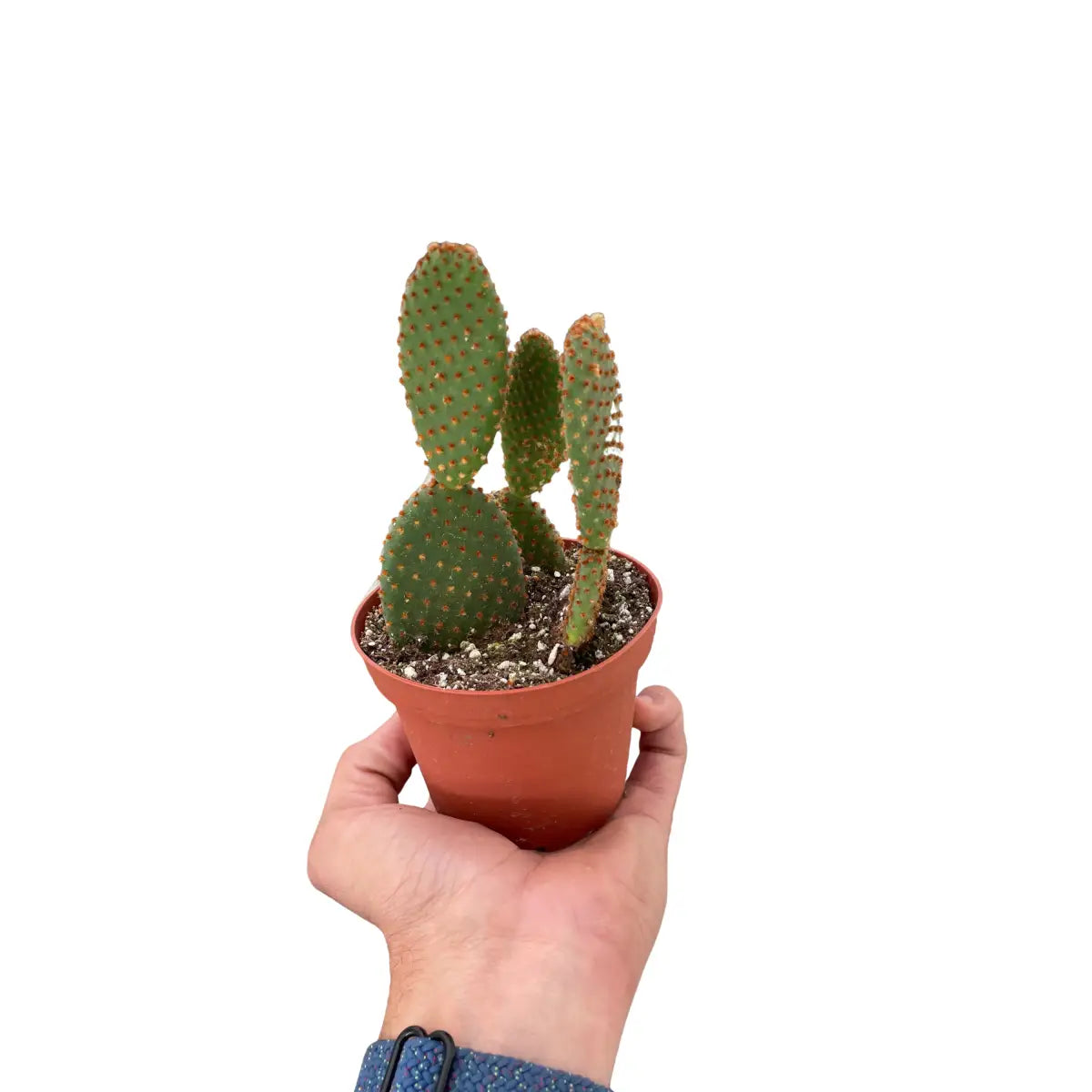 Bunny Ear Cactus Plant - Opuntia ’Microdasys’ - House Plant Shop
