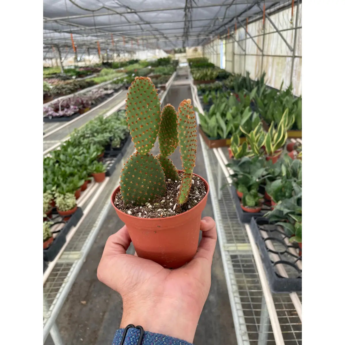 Bunny Ear Cactus Plant - Opuntia ’Microdasys’ - House Plant Shop