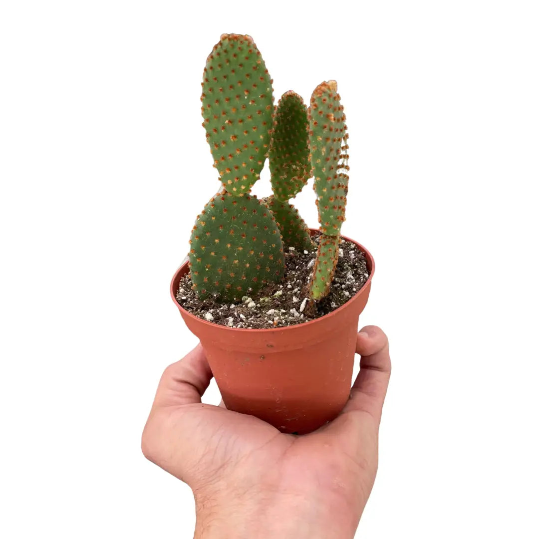 Bunny Ear Cactus Plant - Opuntia ’Microdasys’ - 3’’ Pot - House Plant Shop