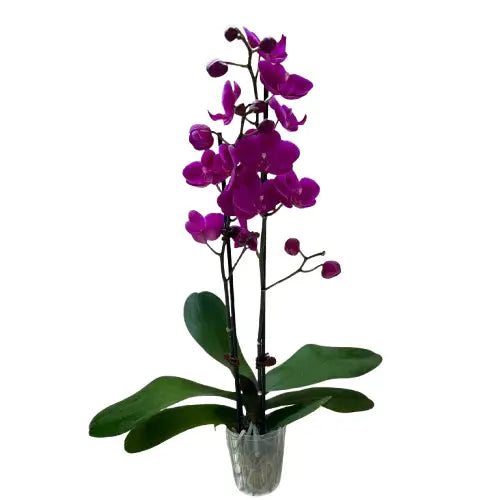 Orchid ’Purple Phalaenopsis’ - 3’’ Pot / Double Spike - House Plant Shop