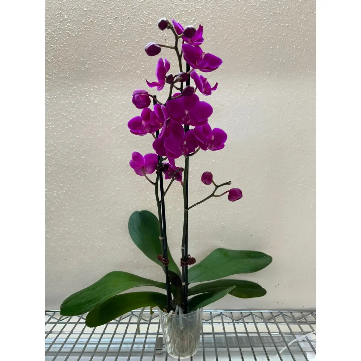 Orchid ’Purple Phalaenopsis’ - 3’’ Pot / Double Spike - House Plant Shop