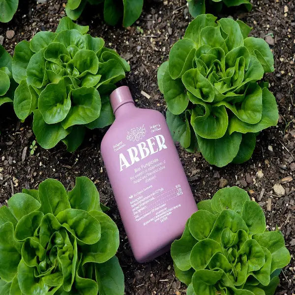 Organic Bio Fungicide for Houseplants - House Plant Shop