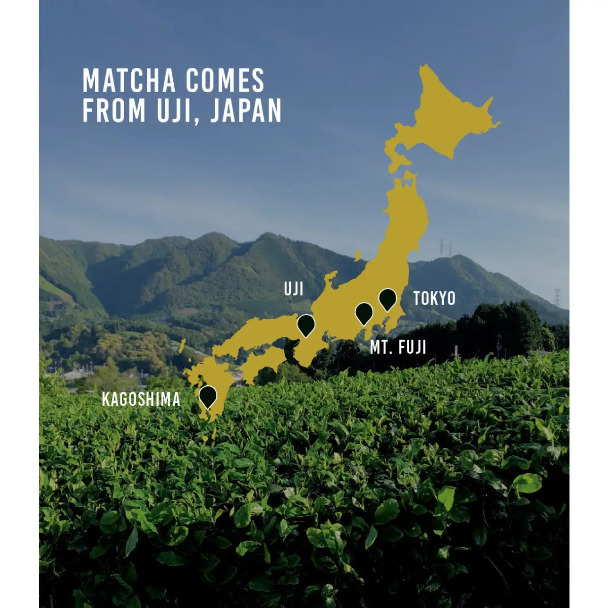 Organic Everyday Matcha Tea - Loose / 1 lb. Bag - Harney & Sons Fine Teas