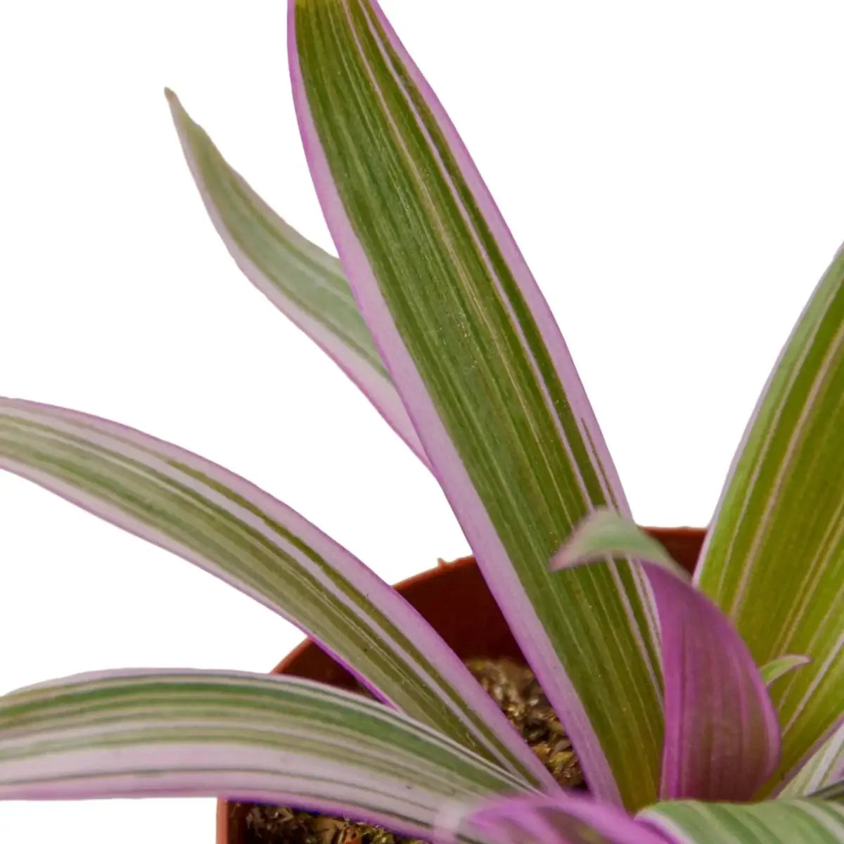 Oyster Plant - ’Moses in the Cradle’ - 4’’ Pot - House Plant Shop