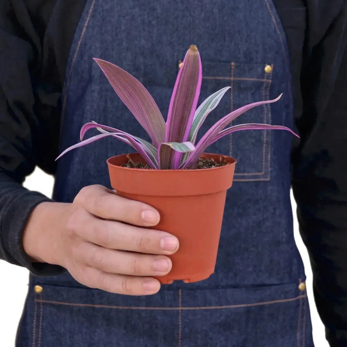 Oyster Plant - ’Moses in the Cradle’ - 4’’ Pot - House Plant Shop