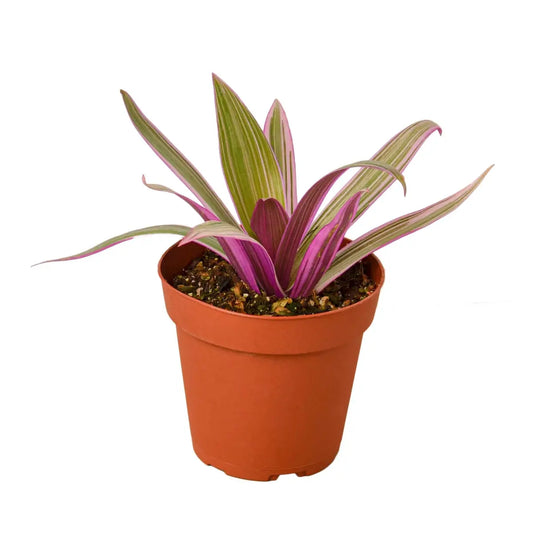 Oyster Plant - ’Moses in the Cradle’ - 4’’ Pot - House Plant Shop