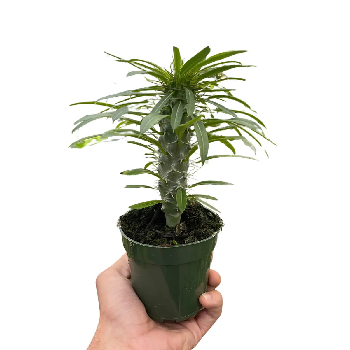 Madagascar Palm Plant - Pachypodium ’lamerei’ - House Plant Shop