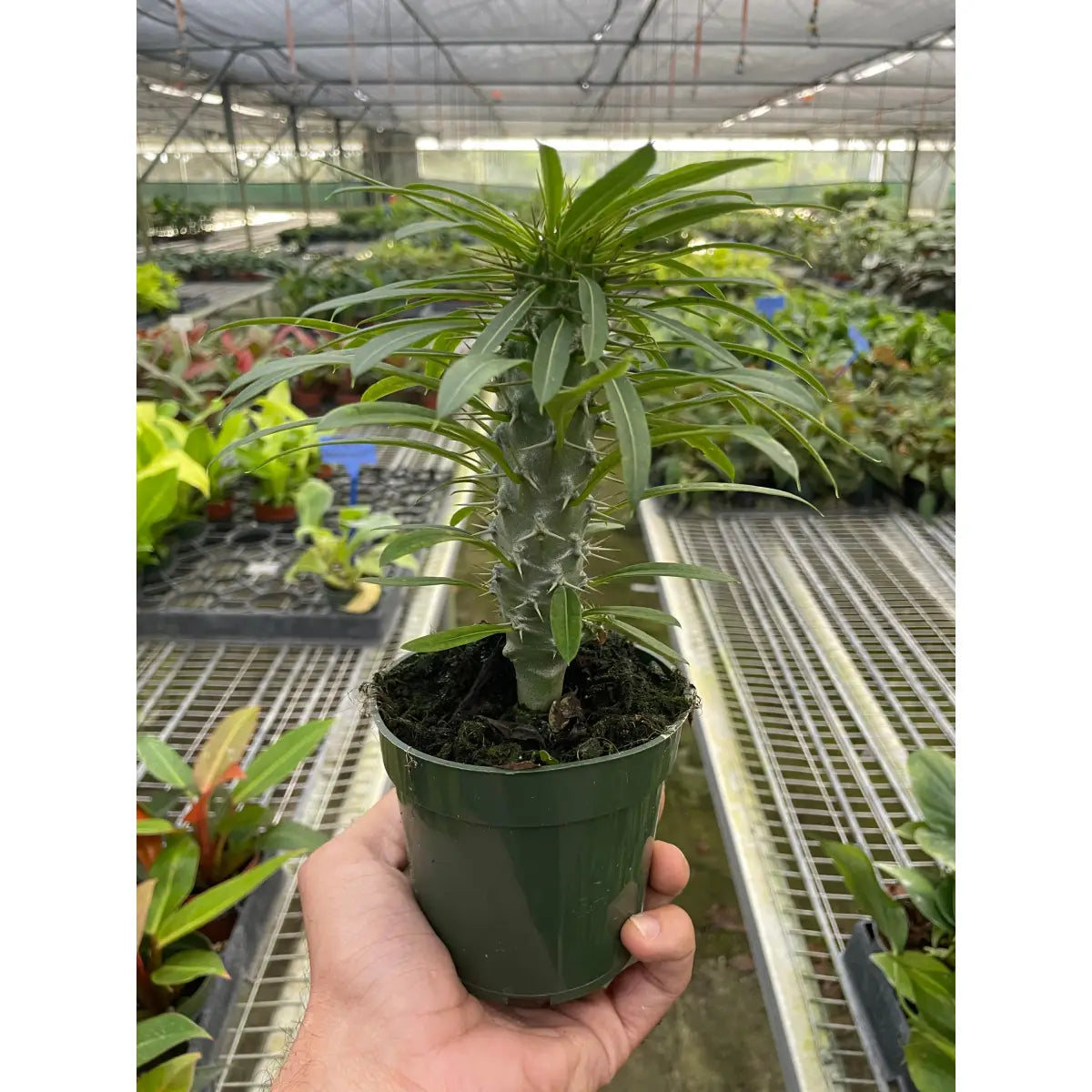 Madagascar Palm Plant - Pachypodium ’lamerei’ - House Plant Shop