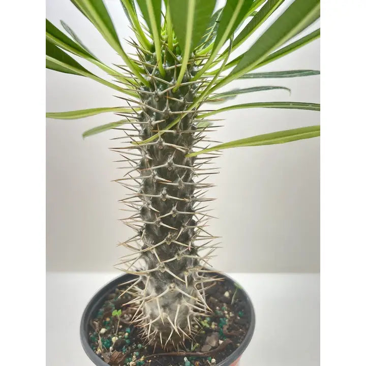 Madagascar Palm Plant - Pachypodium ’lamerei’ - House Plant Shop