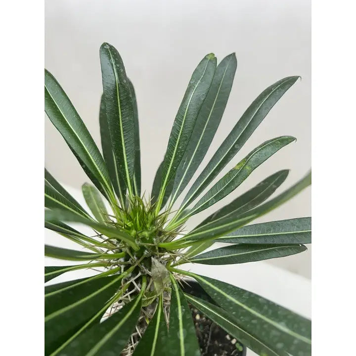 Madagascar Palm Plant - Pachypodium ’lamerei’ - 4’’ Pot - House Plant Shop