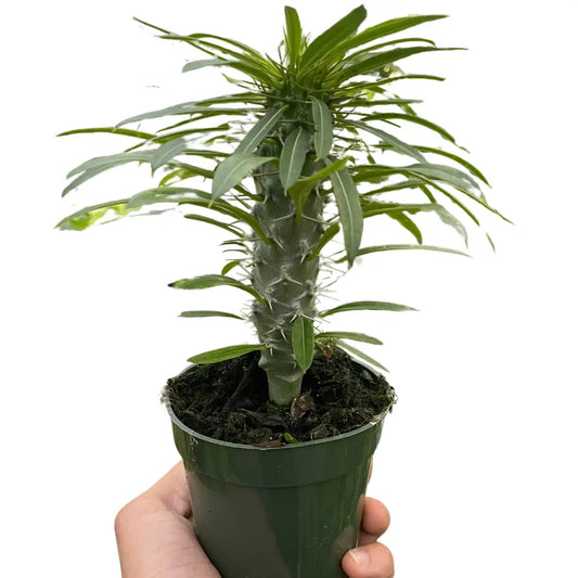 Madagascar Palm Plant - Pachypodium ’lamerei’ - House Plant Shop