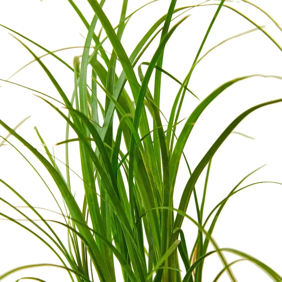 Palm Ponytail - House Plant Shop