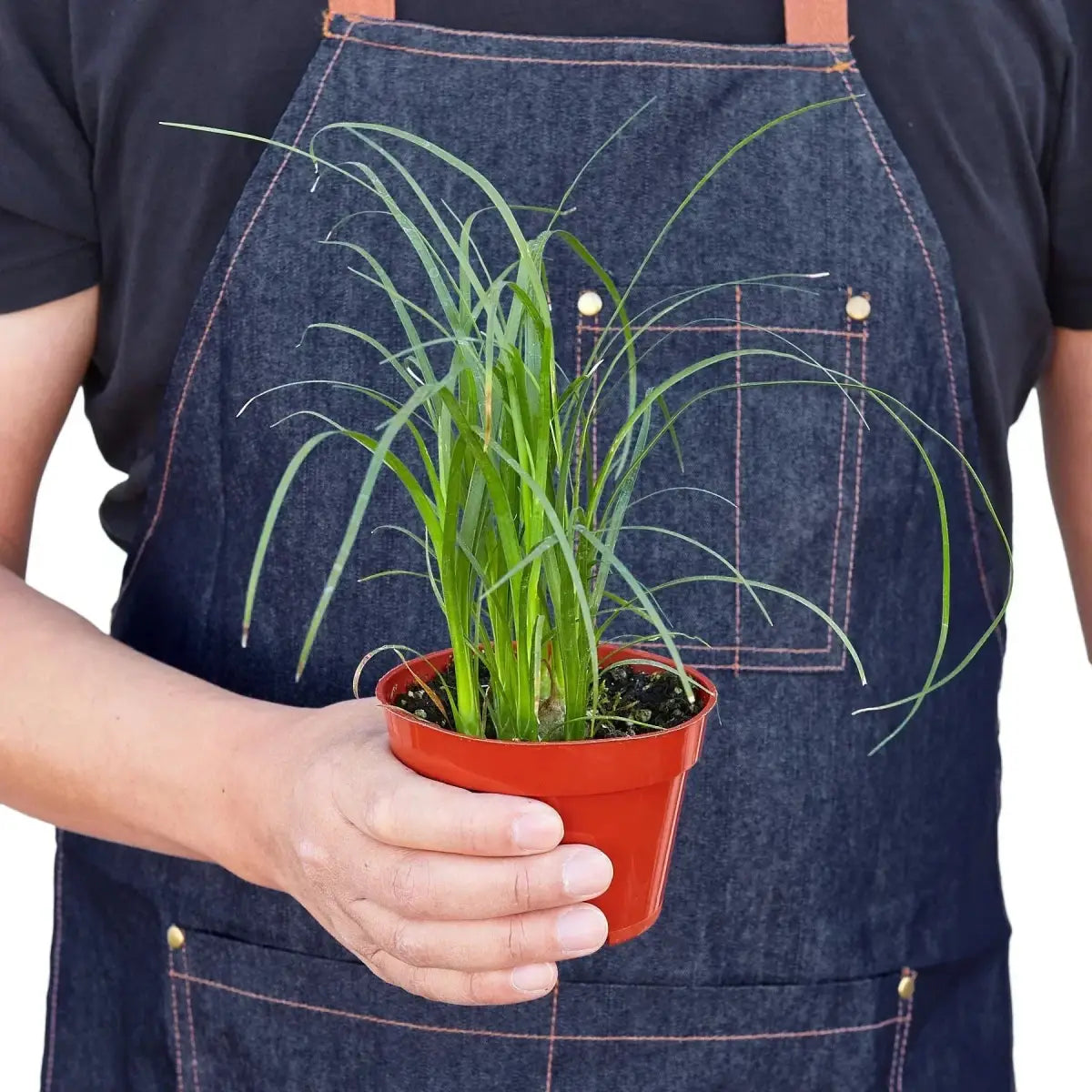 Palm Ponytail - House Plant Shop