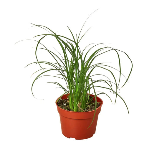 Palm Ponytail - House Plant Shop
