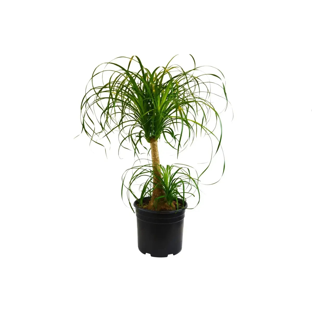 Palm Ponytail - House Plant Shop
