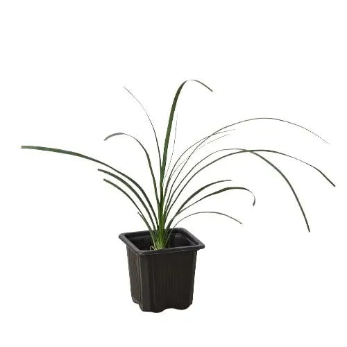 Palm Ponytail - House Plant Shop