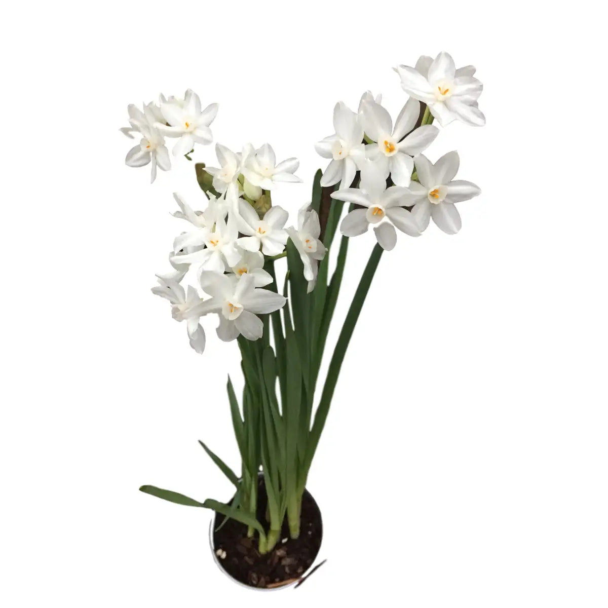 Paperwhite Bulb (each) - Ziva - STALK N PETALS