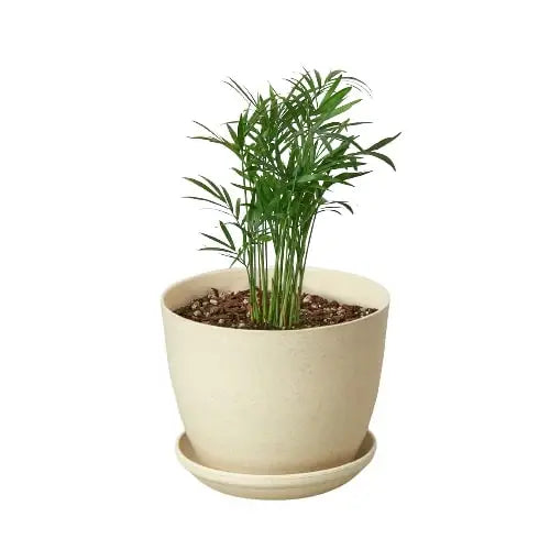 Parlor Palm Plant - House Plant Shop
