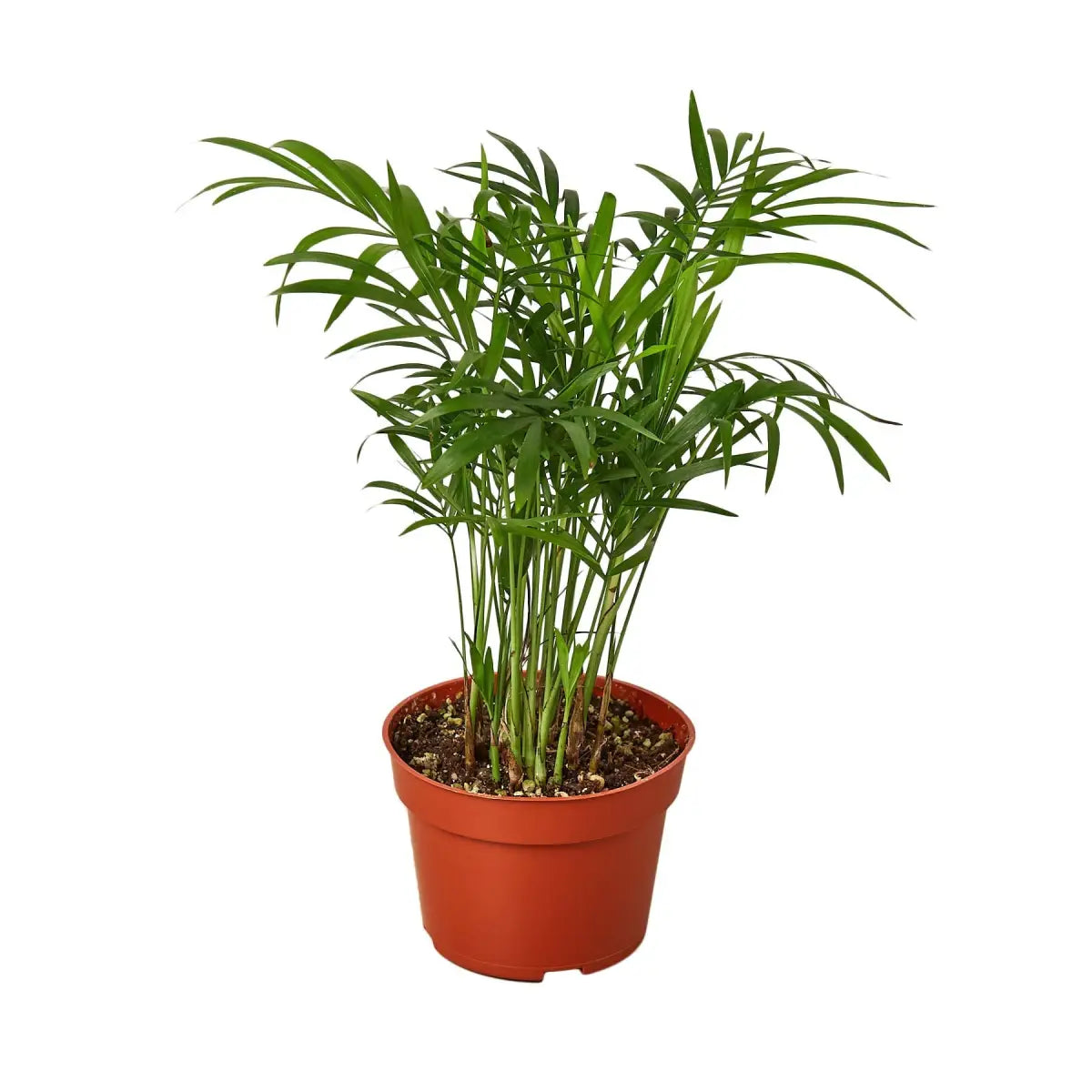 Parlor Palm Plant - House Plant Shop