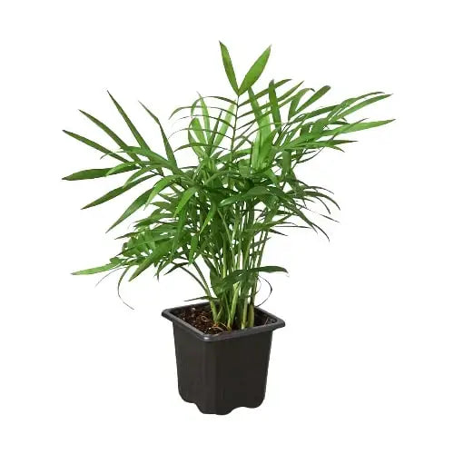 Parlor Palm Plant - House Plant Shop