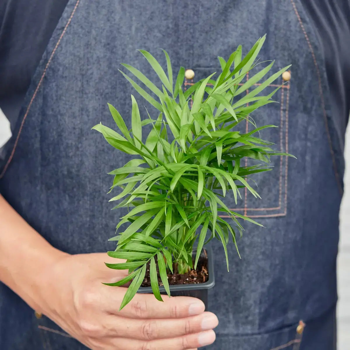 Parlor Palm Plant - House Plant Shop