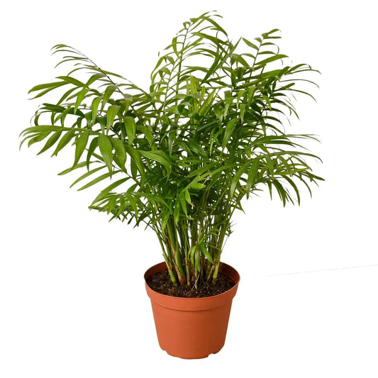 Parlor Palm Plant - House Plant Shop