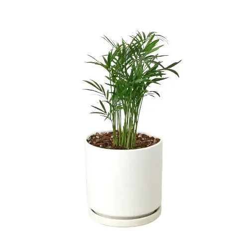 Parlor Palm Plant - House Plant Shop