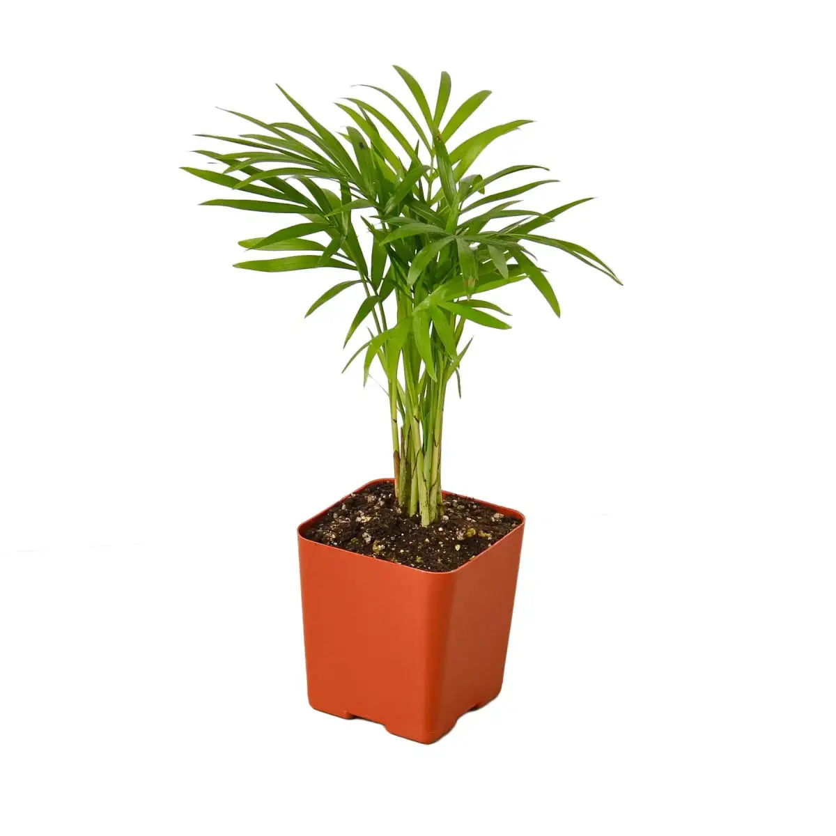 Parlor Palm Plant - House Plant Shop