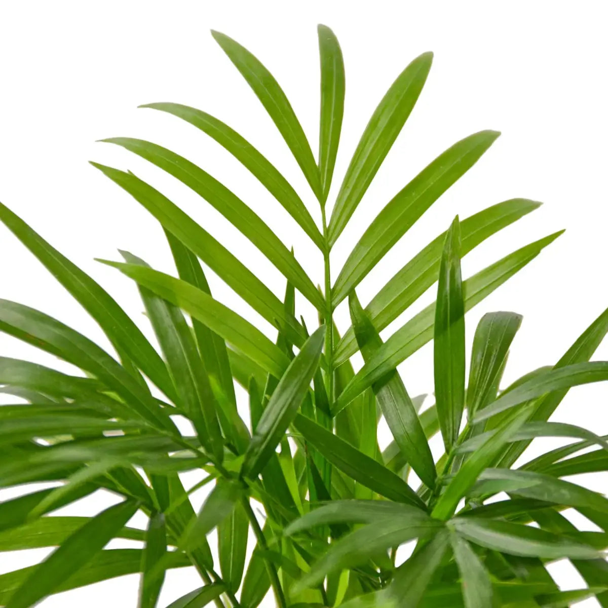 Parlor Palm Plant - 3’’ Pot / Nursery Pot - House Plant Shop