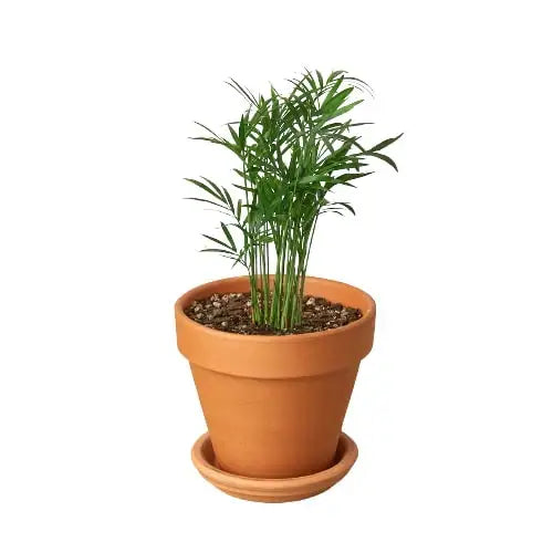 Parlor Palm Plant - House Plant Shop