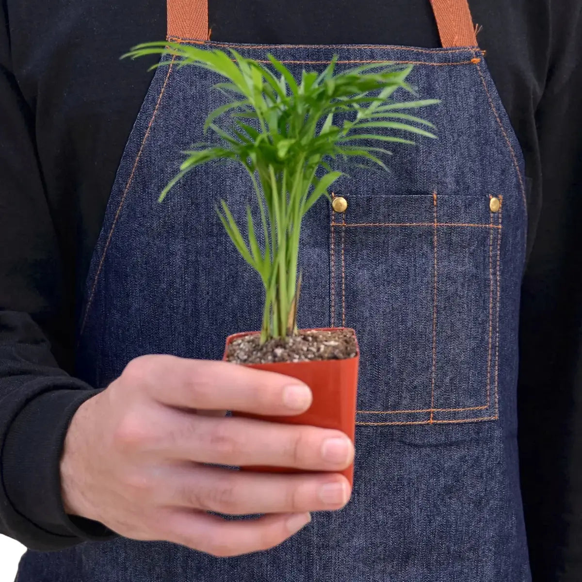 Parlor Palm Plant - House Plant Shop