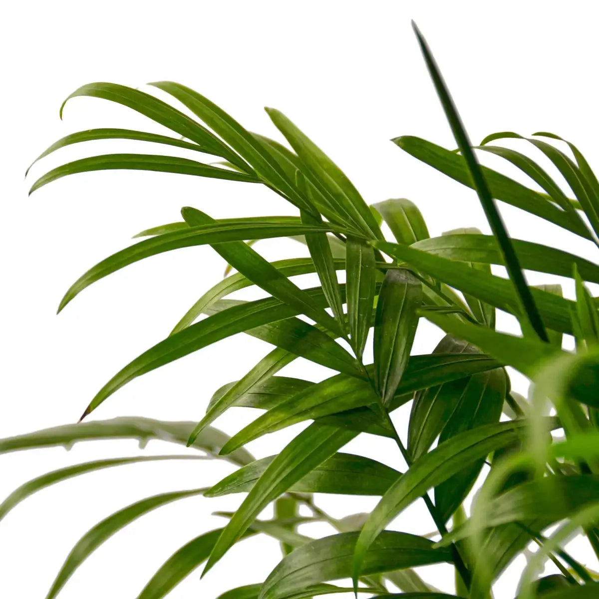 Parlor Palm Plant - House Plant Shop