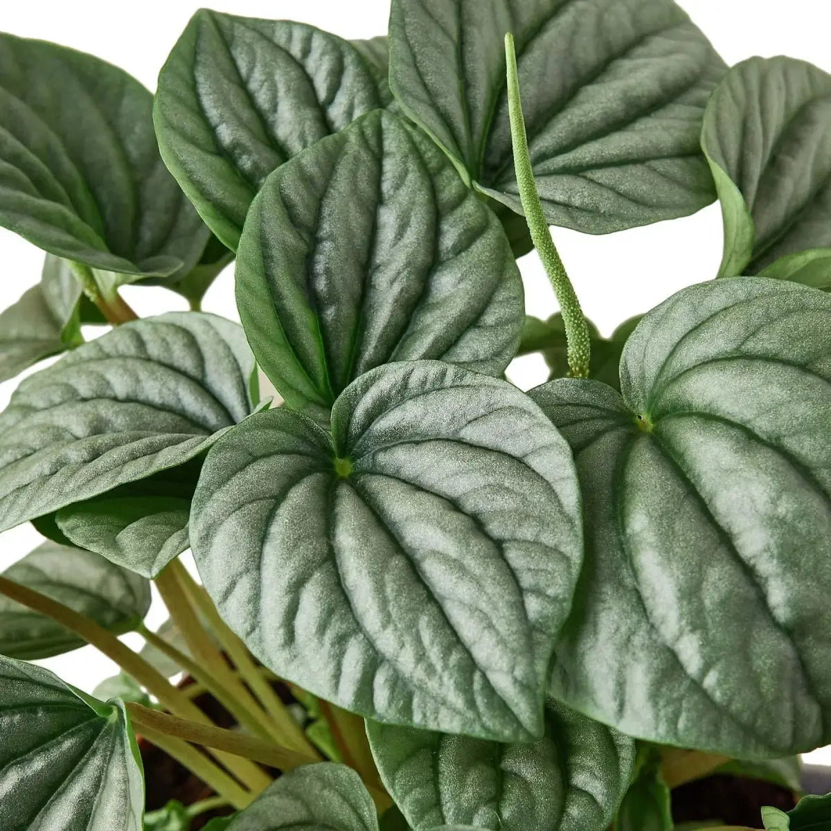 Peperomia ’Frost’ Plant - House Plant Shop