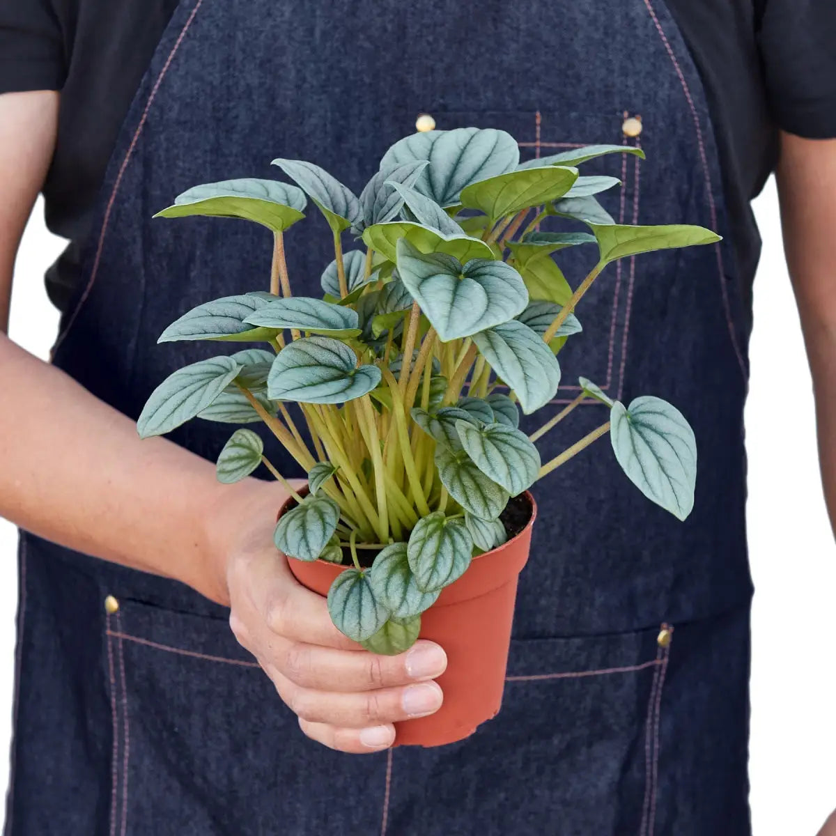 Peperomia ’Frost’ Plant - House Plant Shop