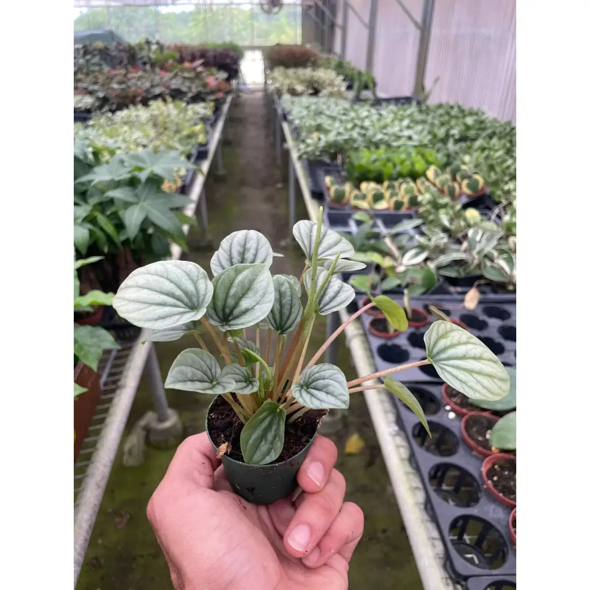 Peperomia ’Frost’ Plant - House Plant Shop