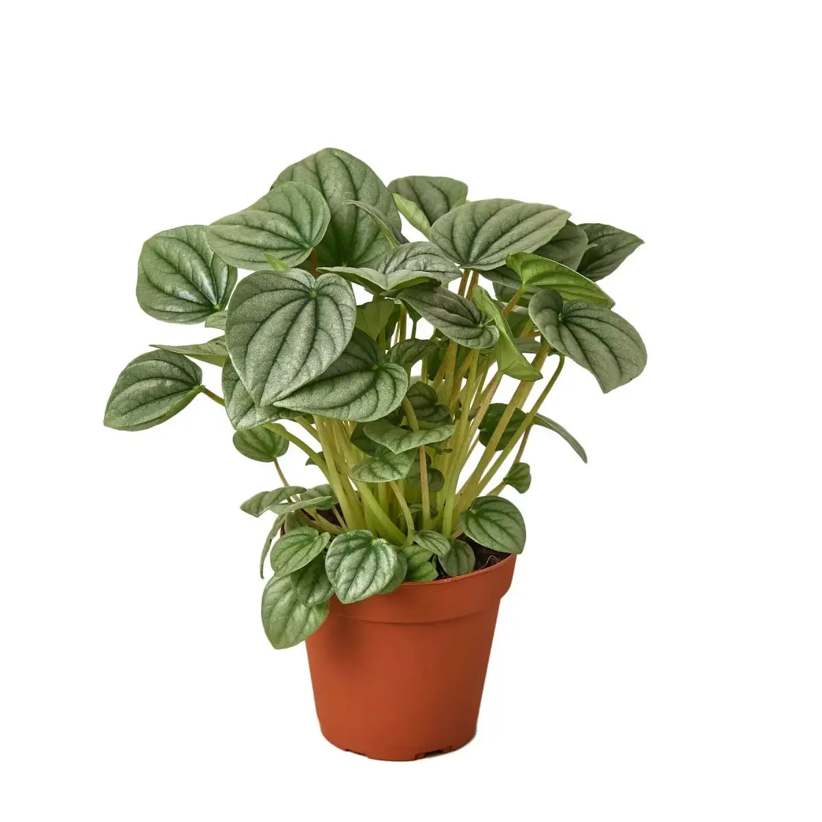 Peperomia ’Frost’ Plant - House Plant Shop