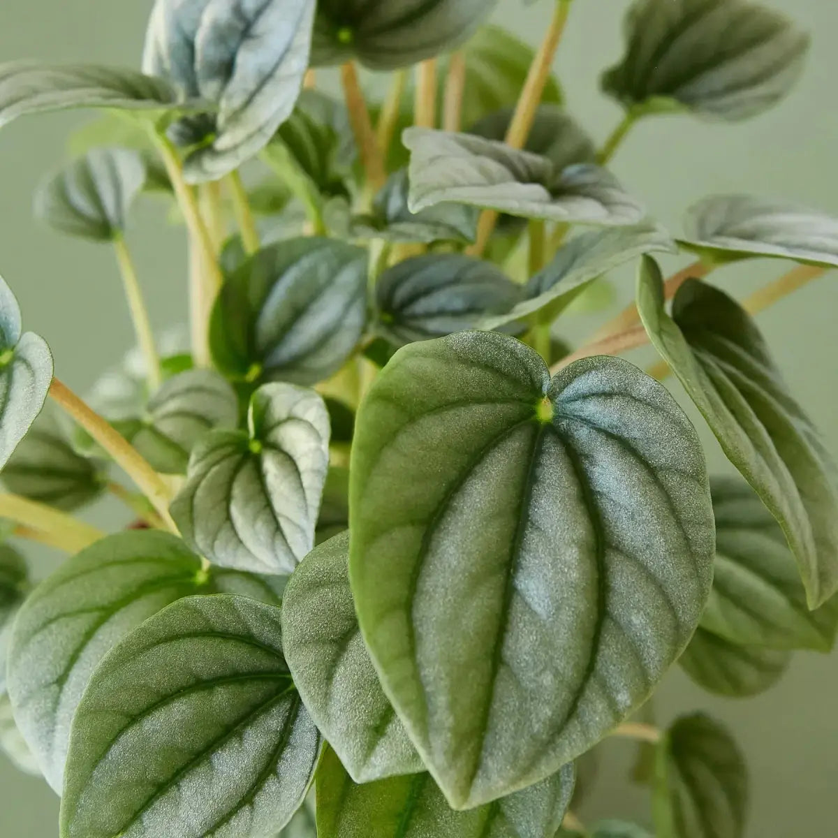 Peperomia ’Frost’ Plant - 4’’ Pot - House Plant Shop